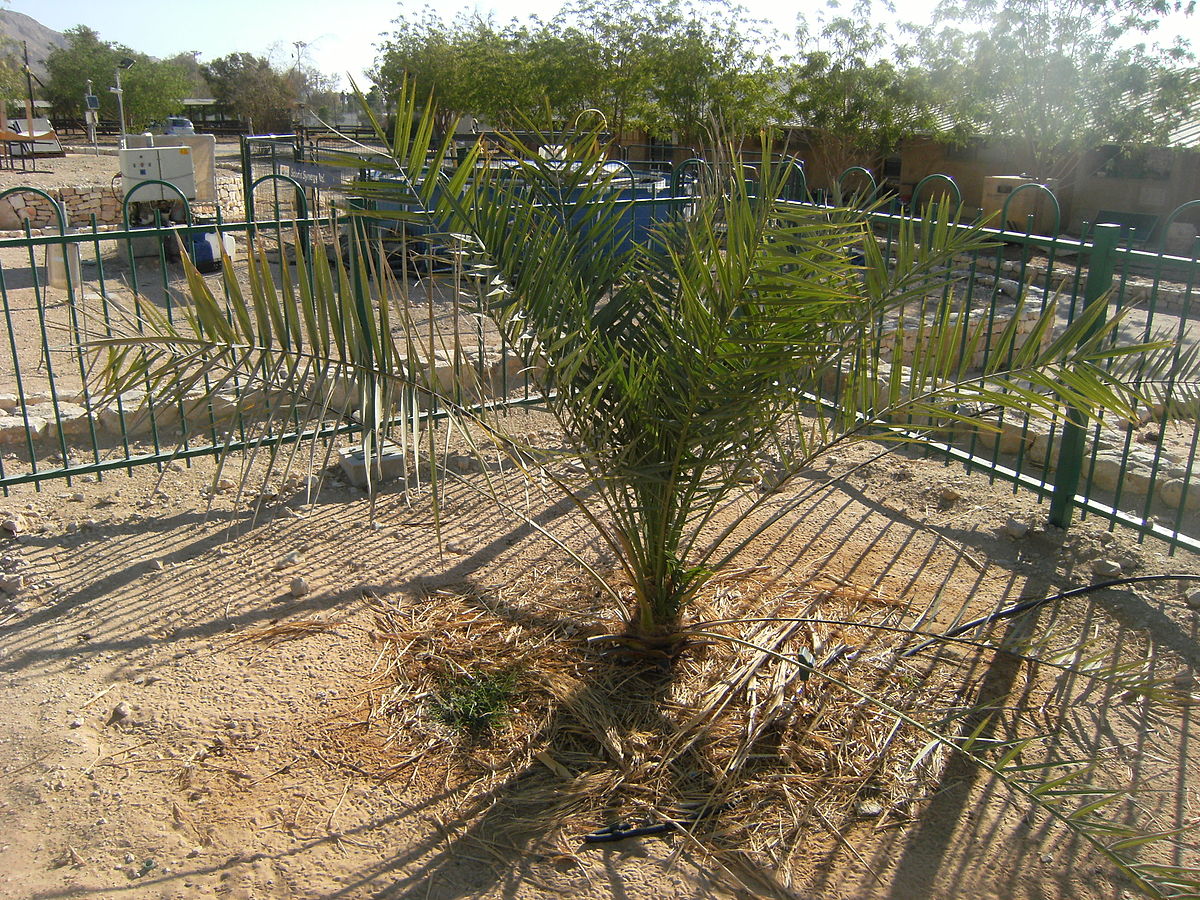 bodhi-tree