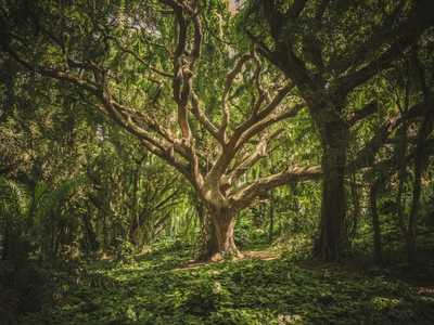 bodhi-tree